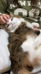 興津廣卓ブリーダーからお迎えしたスコティッシュフォールド：そーじろうくん