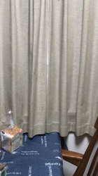 興津廣卓ブリーダーからお迎えしたスコティッシュフォールド：そーじろうくん