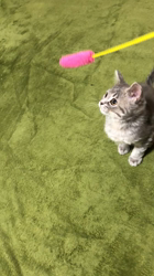 伊志嶺男旗ブリーダーからお迎えしたマンチカン：Q太郎くん