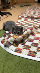 伊志嶺男旗ブリーダーからお迎えしたマンチカン：Q太郎くん