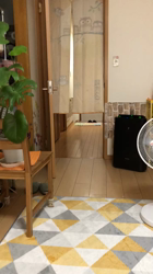 伊志嶺男旗ブリーダーからお迎えしたマンチカン：Q太郎くん