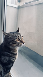 畑浩和ブリーダーからお迎えしたキンカロー：むぎくん