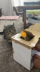 畑浩和ブリーダーからお迎えしたキンカロー：むぎくん