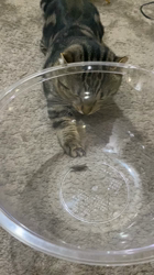 畑浩和ブリーダーからお迎えしたキンカロー：むぎくん