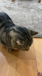 畑浩和ブリーダーからお迎えしたキンカロー：むぎくん