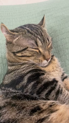 畑浩和ブリーダーからお迎えしたキンカロー：むぎくん