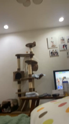 畑浩和ブリーダーからお迎えしたキンカロー：むぎくん