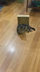 畑浩和ブリーダーからお迎えしたキンカロー：むぎくん