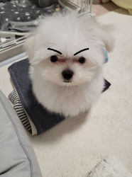 内藤福代ブリーダーからお迎えしたマルチーズ：ておくん