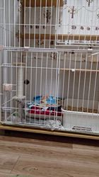 冨岡利枝ブリーダーからお迎えしたミヌエット：ノアちゃん