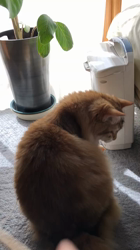 大東香織ブリーダーからお迎えしたサイベリアン：エルガーくん