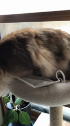 大東香織ブリーダーからお迎えしたサイベリアン：エルガーくん