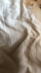 大東香織ブリーダーからお迎えしたサイベリアン：エルガーくん