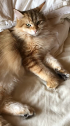 大東香織ブリーダーからお迎えしたサイベリアン：エルガーくん