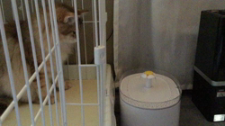 大東香織ブリーダーからお迎えしたサイベリアン：エルガーくん