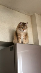 大東香織ブリーダーからお迎えしたサイベリアン：エルガーくん