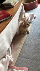 大東香織ブリーダーからお迎えしたサイベリアン：エルガーくん