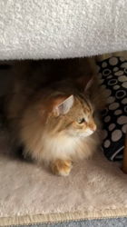 大東香織ブリーダーからお迎えしたサイベリアン：エルガーくん