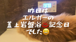 大東香織ブリーダーからお迎えしたサイベリアン：エルガー&バルドーちゃん