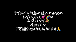 大東香織ブリーダーからお迎えしたサイベリアン：エルガー&バルドーちゃん