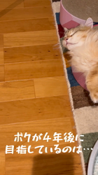 大東香織ブリーダーからお迎えしたサイベリアン：エルガーくん