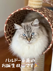 大東香織ブリーダーからお迎えしたサイベリアン：バルドーちゃん