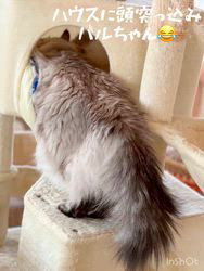 大東香織ブリーダーからお迎えしたサイベリアン：エルガー&バルドーちゃん