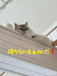 大東香織ブリーダーからお迎えしたサイベリアン：バルドーちゃん