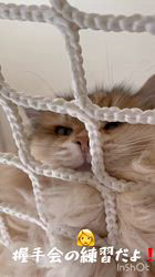 大東香織ブリーダーからお迎えしたサイベリアン：エルガーくん