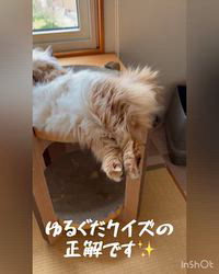 大東香織ブリーダーからお迎えしたサイベリアン：エルガーくん