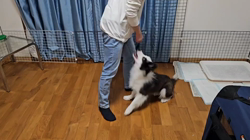 桑原二三男ブリーダーからお迎えしたボーダーコリー：ミックちゃん