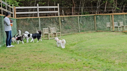 桑原二三男ブリーダーからお迎えしたボーダーコリー：ミックちゃん