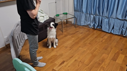 桑原二三男ブリーダーからお迎えしたボーダーコリー：ミックちゃん