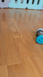 桑原二三男ブリーダーからお迎えしたボーダーコリー：ミックちゃん