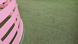 桑原二三男ブリーダーからお迎えしたボーダーコリー：ミックちゃん