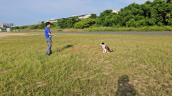 桑原二三男ブリーダーからお迎えしたボーダーコリー：ミックちゃん