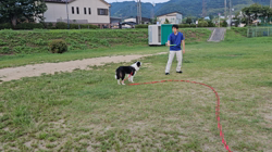 桑原二三男ブリーダーからお迎えしたボーダーコリー：ミックちゃん