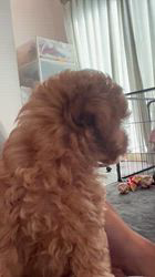 南久美子ブリーダーからお迎えしたトイプードル：ウルくん