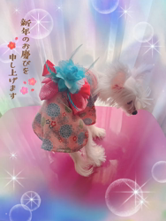 鈴木寿枝ブリーダーからお迎えしたチャイニーズ・クレステッド・ドッグ：lapis lazuli (ラピス　ラズリ)ちゃん