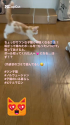渡邊舞ブリーダーからお迎えしたノルウェージャンフォレストキャット：ピケくん