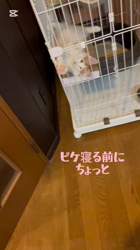 渡邊舞ブリーダーからお迎えしたノルウェージャンフォレストキャット：ピケくん