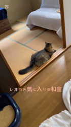 渡邊舞ブリーダーからお迎えしたノルウェージャンフォレストキャット：ピケくん