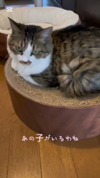 渡邊舞ブリーダーからお迎えしたノルウェージャンフォレストキャット：マロンくん