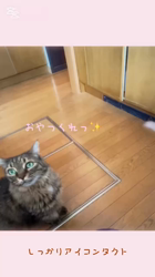 渡邊舞ブリーダーからお迎えしたノルウェージャンフォレストキャット：マロンくん