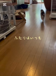 渡邊舞ブリーダーからお迎えしたノルウェージャンフォレストキャット：マロンくん