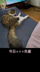 渡邊舞ブリーダーからお迎えしたノルウェージャンフォレストキャット：ピケくん