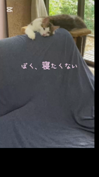 渡邊舞ブリーダーからお迎えしたノルウェージャンフォレストキャット：マロンくん