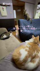 渡邊舞ブリーダーからお迎えしたノルウェージャンフォレストキャット：マロンくん