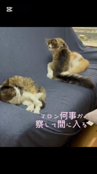 渡邊舞ブリーダーからお迎えしたノルウェージャンフォレストキャット：マロンくん
