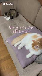 渡邊舞ブリーダーからお迎えしたノルウェージャンフォレストキャット：マロンくん